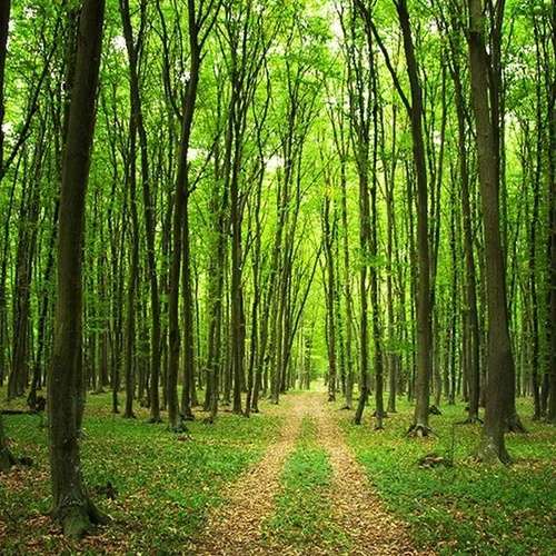 JOURNAL DU VENDREDI 19 MARS ( SOIR )